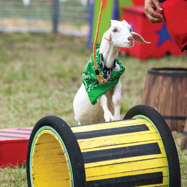 All-Star Animal Revue