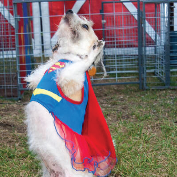 All-Star Animal Revue