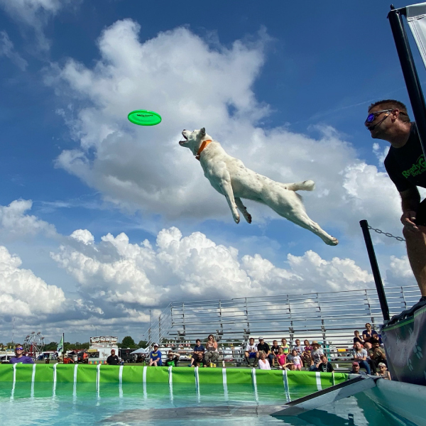 Ready Dog Go
